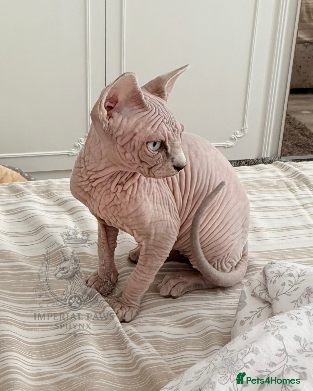 Sphynx cats Stunning Cream/Lilac Sphynx Girl | TICA Registered - Advert 7