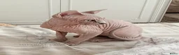Sphynx cats for sale: Special Reduced Price Blue-Eyed Sphynx / TICA Reg - Advert 3