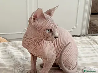 Sphynx cats Stunning Cream/Lilac Sphynx Girl | TICA Registered - Advert 7