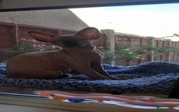 Sphynx cats for sale: 5 Adorable Sphynx Kittens for sale! - Image 27