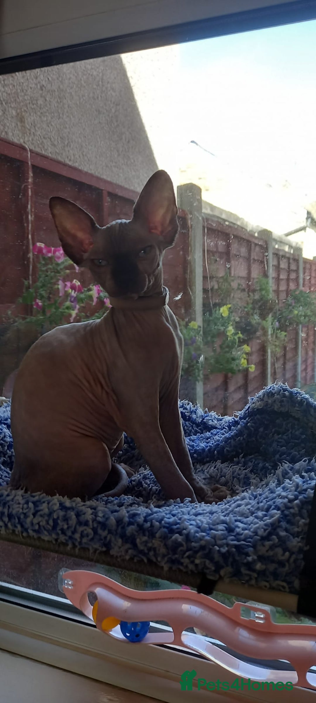 Sphynx cats for sale: 5 Adorable Sphynx Kittens for sale! - Image 27