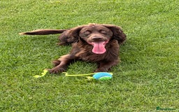 Cocker Spaniel dogs for stud: Gorgeous Chocolate Cocker for stud in Chichester - Image 12