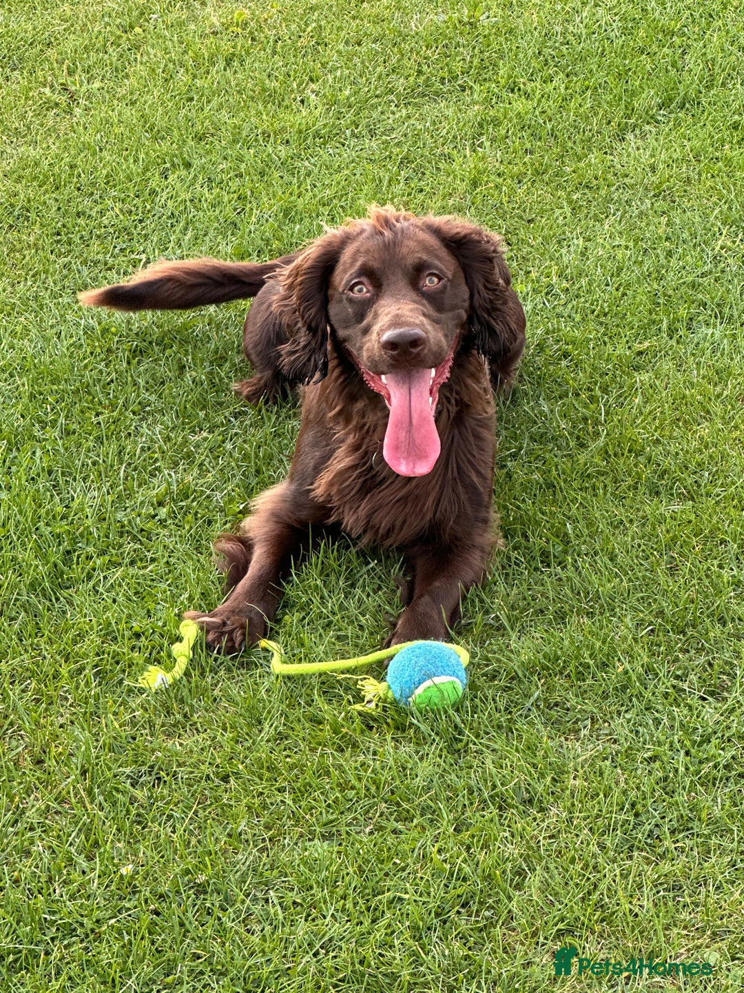 Cocker Spaniel dogs for stud: Gorgeous Chocolate Cocker for stud in Chichester - Image 12
