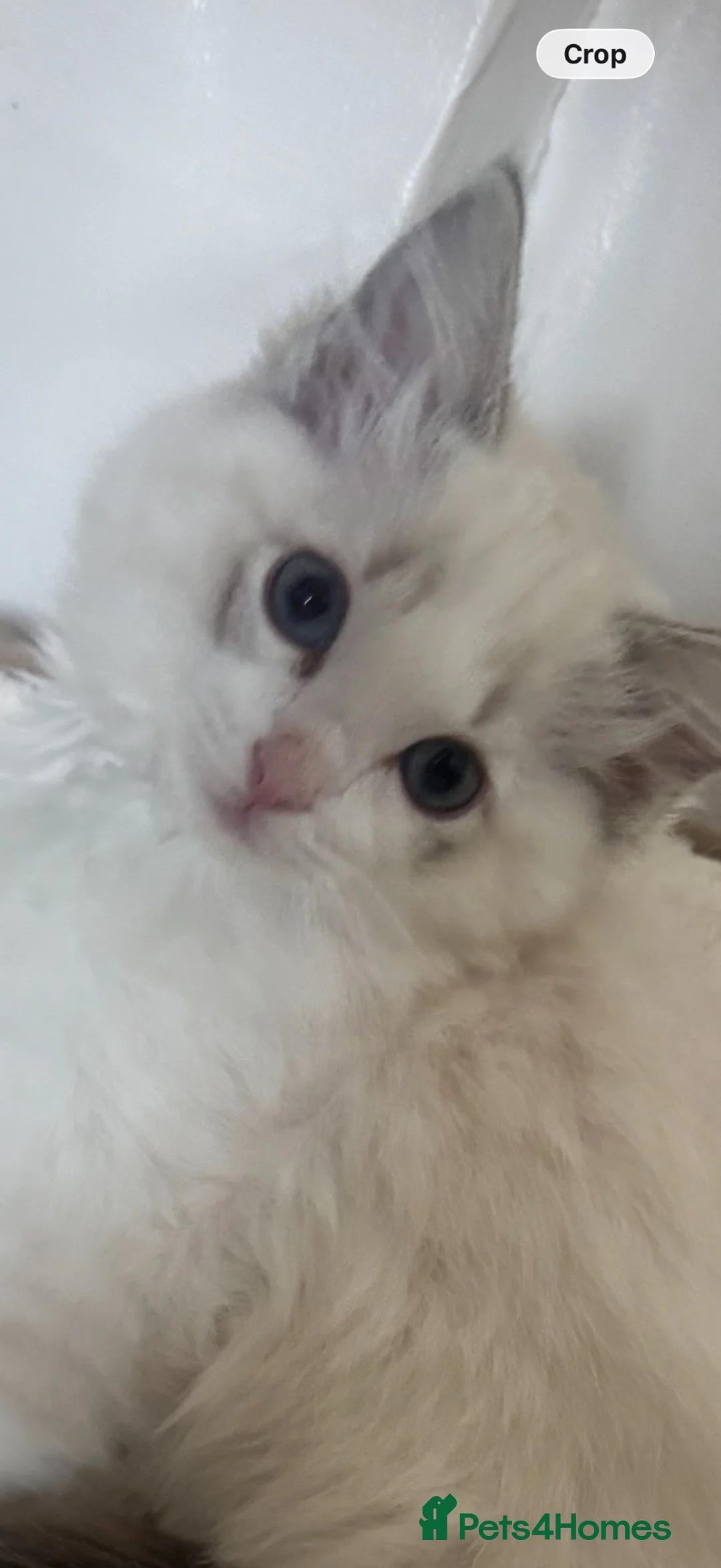 Ragdoll cats for sale: Playful, fluffy ragdoll kitten  in Blackburn - Advert 10