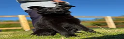 German Shepherd dogs for sale: Elite DDR / Czech Working Line GSD Pups in Ashton-under-Lyne - Advert 18