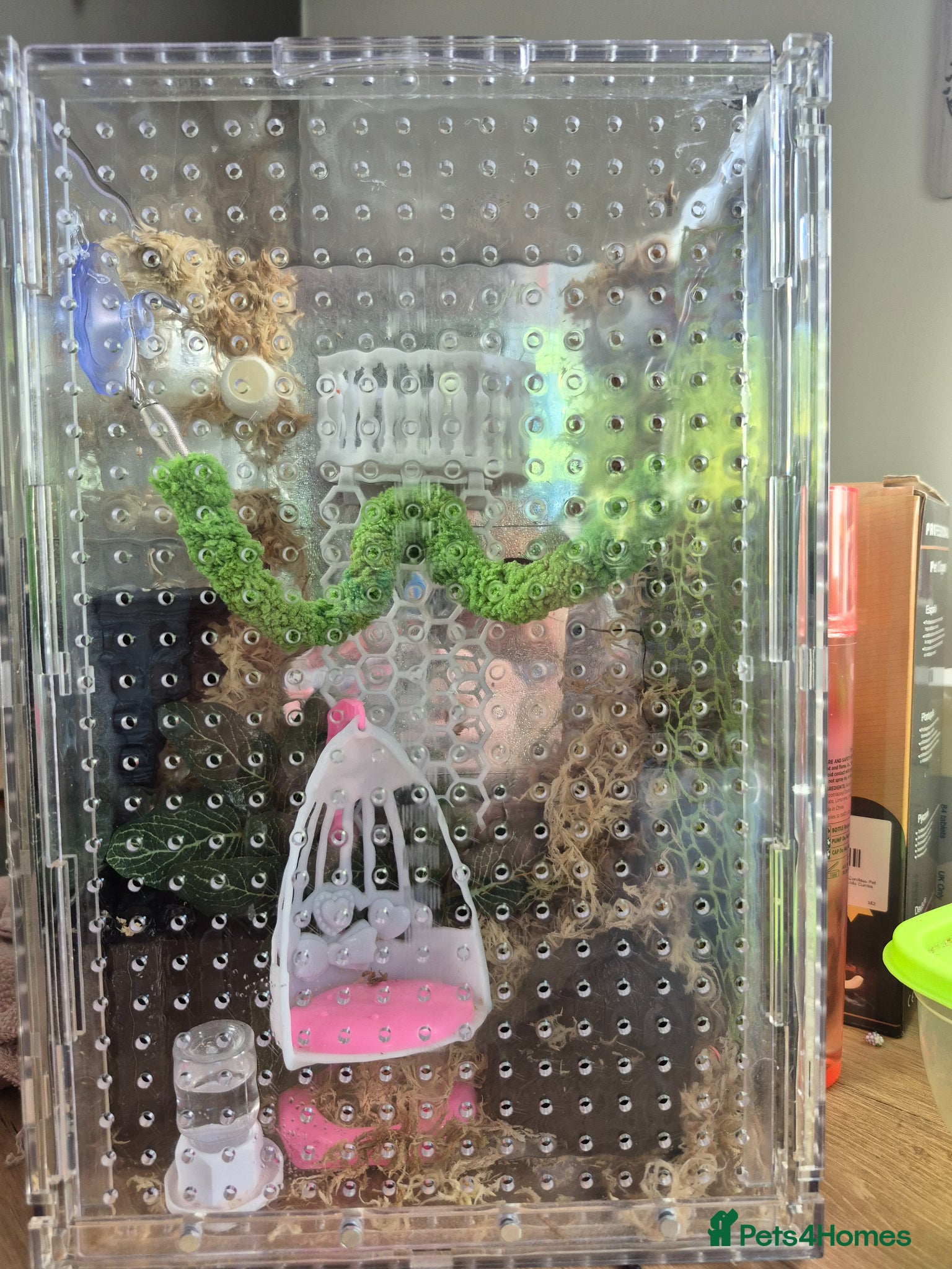 Spiders invertebrates Beautiful jumping spider with set up  - Advert 3