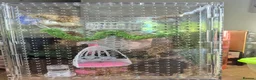 Spiders invertebrates for sale: Beautiful jumping spider with set up  - Advert 1