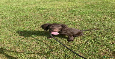 Sprocker dogs - Advert 7