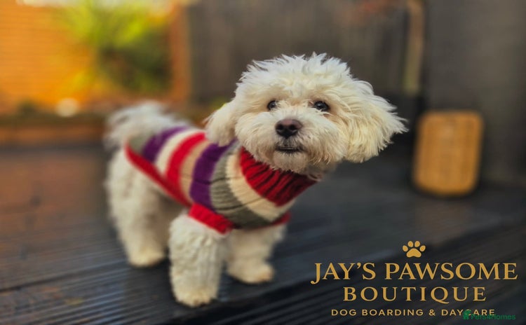 Maltese dogs Beautiful maltese male 6mnths old - Advert 1