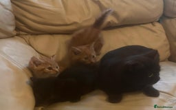 British Shorthair cats for sale: Georgous litter of British short-hair kittens - Image 6