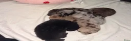 Pomeranian dogs for sale: 100% Pomeranian🧬DNA&HEALTH TESTED!  - Advert 3