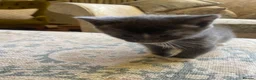 Mixed Breed cats for sale: Russian blue/British short hair  - Advert 11