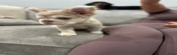 French Bulldog dogs for sale: French bull dogs  - Advert 5