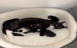 York Chocolate cats for sale: Mother and kittens - Image 4