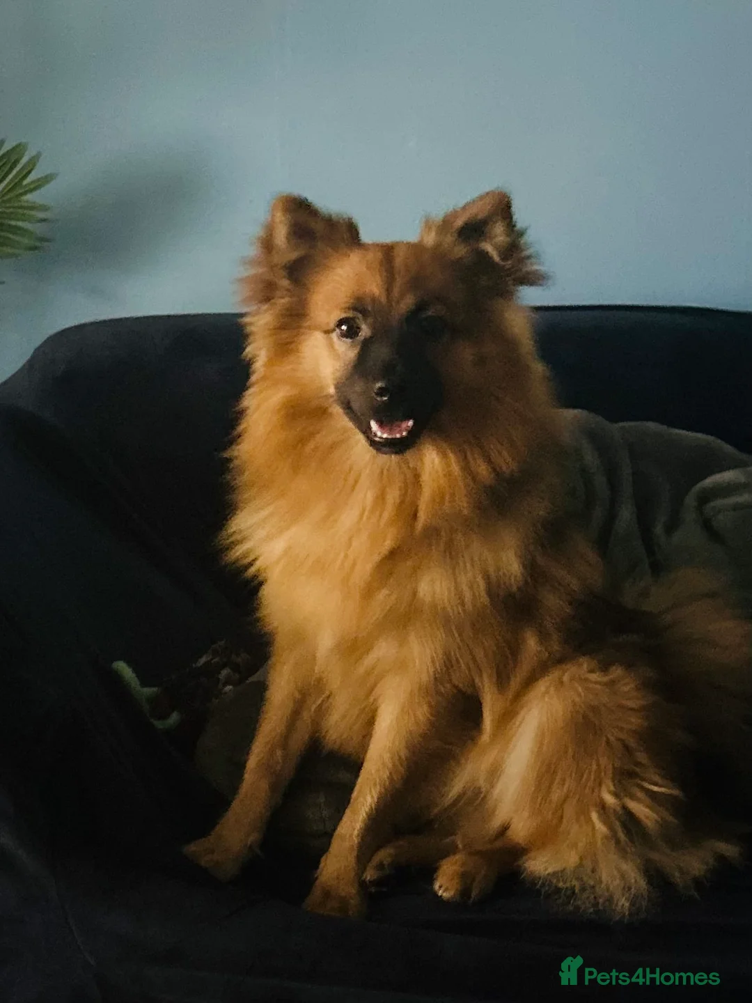 Pomeranian dogs for sale: Two Pomeranians for sale (together)  in Edgware - Advert 2