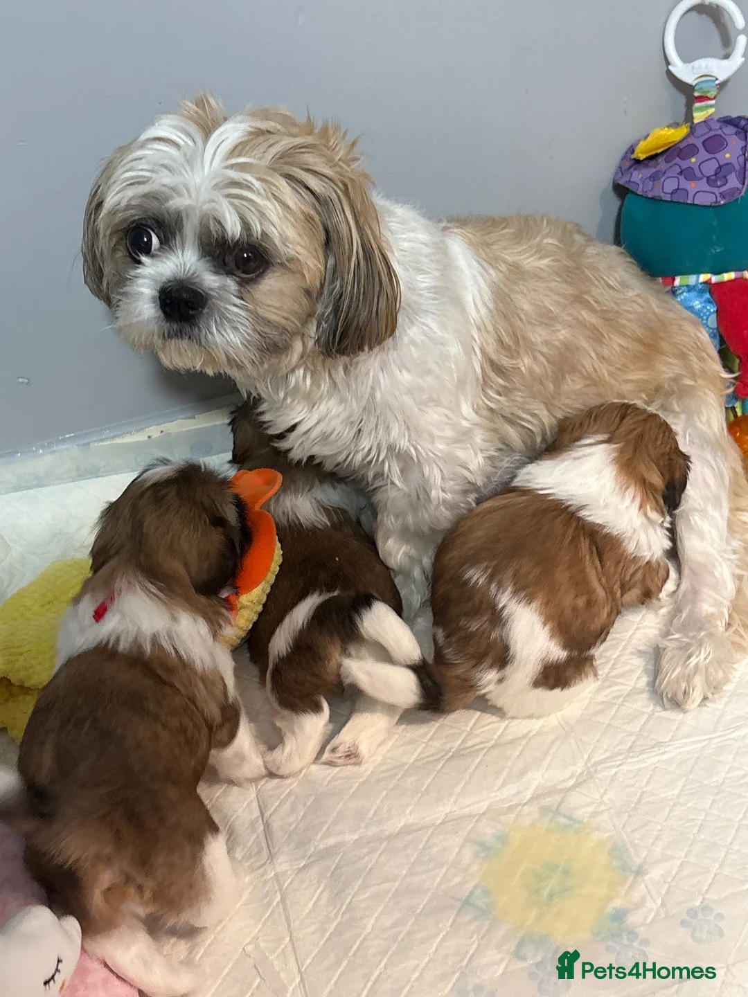 Shih Tzu dogs for sale: Shih Tzu  in Glasgow - Advert 2