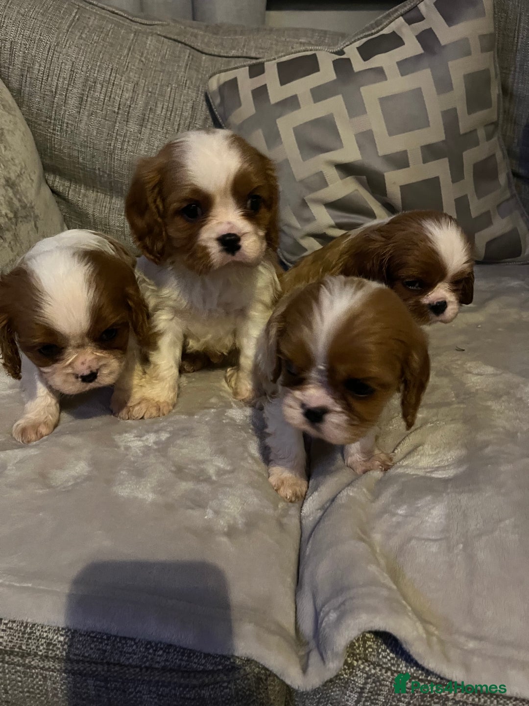 Cavalier King Charles Spaniel dogs for sale: Male and female available  - Advert 12