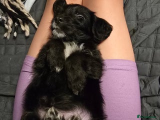 Mixed Breed dogs Jack Russell terrier - Advert 1