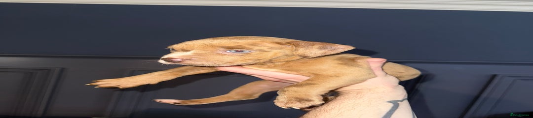  Puppy 3
