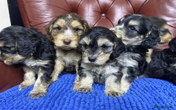 Cockapoo dogs for sale: F1 Gen Cockapoo Puppies - Image 12