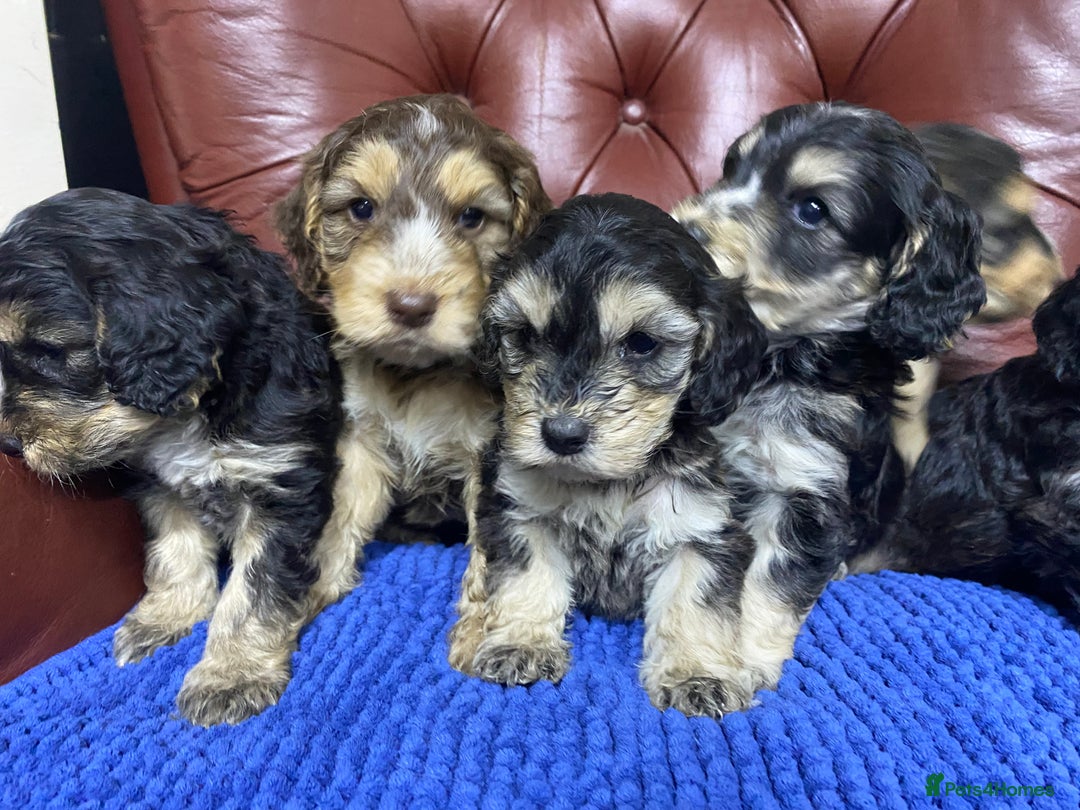 Cockapoo dogs for sale: F1 Gen Cockapoo Puppies - Image 12