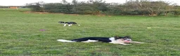 Border Collie dogs for sale: Border Collie - Advert 20