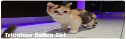 Munchkin cats for sale: Munchkin kittens odd-eyed - Advert 16