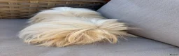 Guinea Pig rodents for sale: Very handsome male guinea pig.  - Advert 6