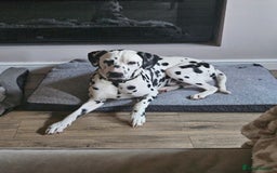 Dalmatian dogs for sale: beautiful dalmatian puppies - Advert 2