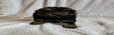 Cockapoo Puppy 5