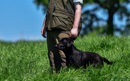Labrador Retriever dogs for sale: KC registered puppies, health tested parents - Image 8