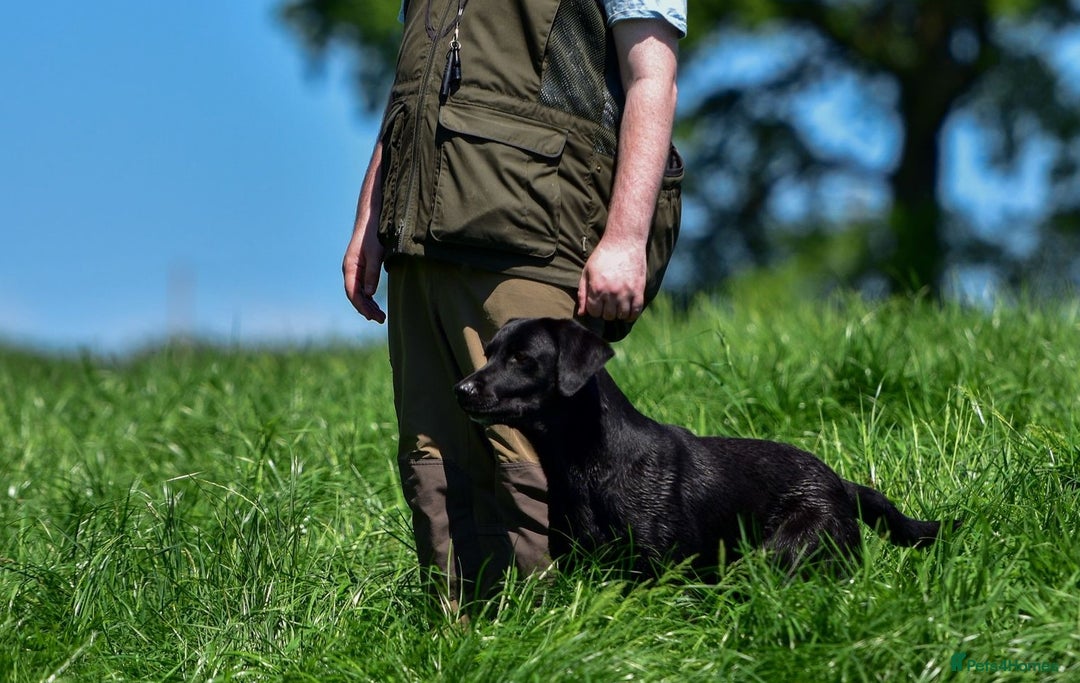 Labrador Retriever dogs for sale: KC registered puppies, health tested parents - Image 8