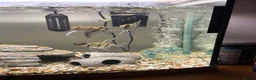 Angelfish fish for sale: Tropical Angelfish £30 - Advert 4