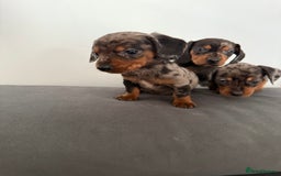 Dachshund dogs for sale: 3 dapple dachshund boys  - Image 2