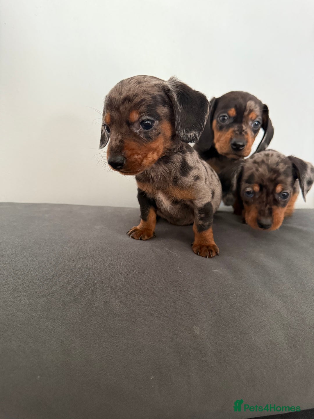 Dachshund dogs for sale: 3 dapple dachshund boys  - Image 2