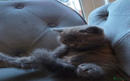 British Shorthair cats for sale: Gorgeous half British short-hair kittens - Image 6
