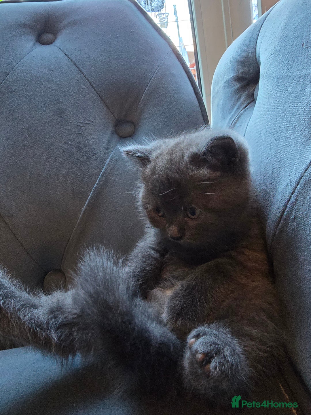 British Shorthair cats for sale: Gorgeous half British short-hair kittens - Image 6