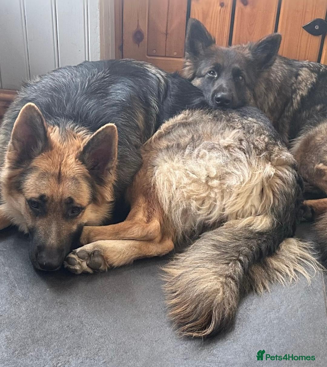 German Shepherd dogs for sale: German shepherd pups - Advert 7
