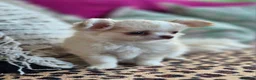 Chihuahua dogs for sale: Amazing Longcoat Apple head Chihuahua Puppies - Advert 25