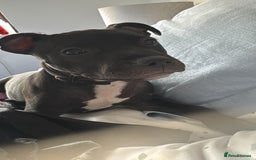 Staffordshire Bull Terrier dogs for sale: Staffy Puppy - Image 2