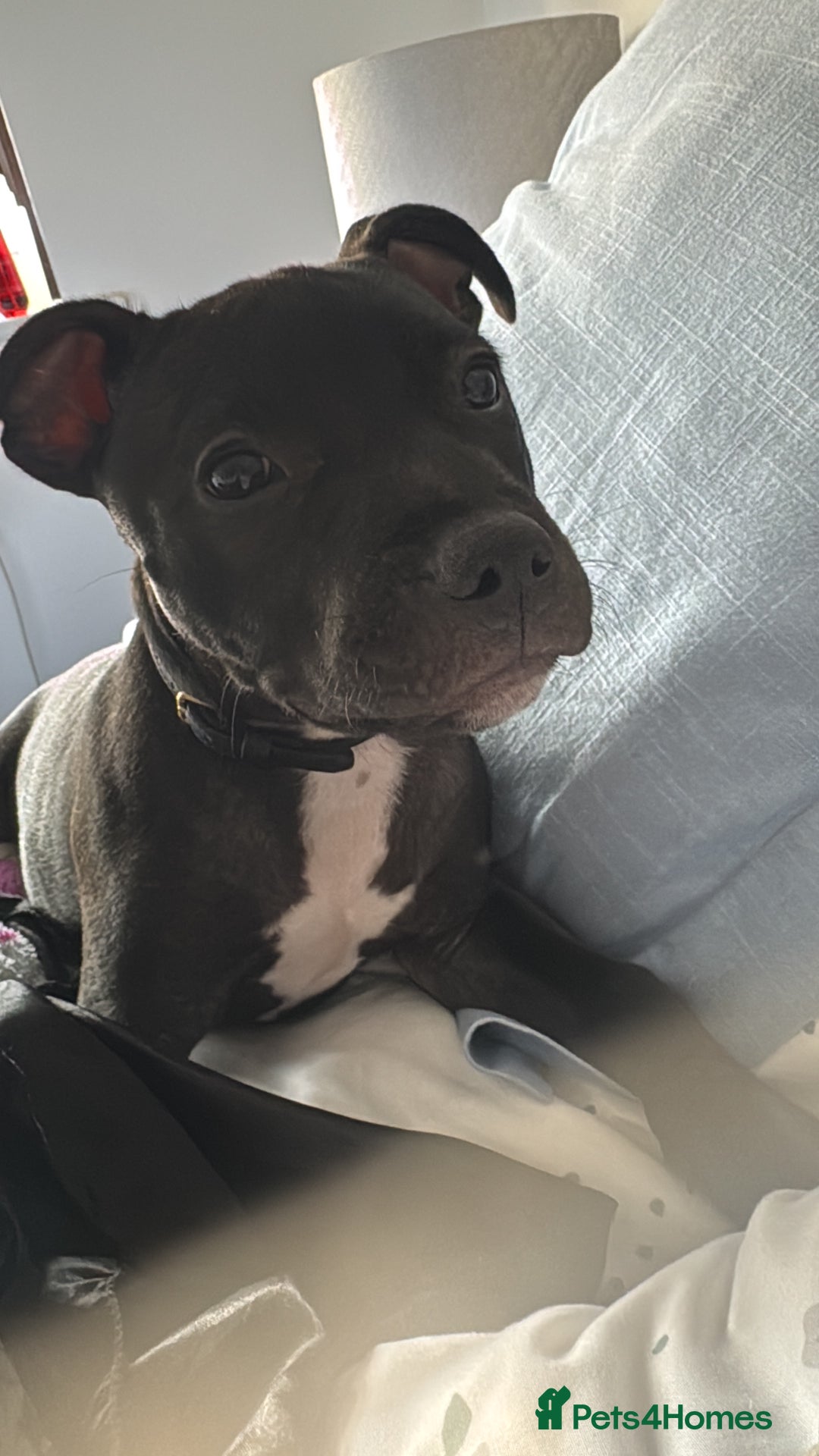 Staffordshire Bull Terrier dogs for sale: Staffy Puppy - Image 2