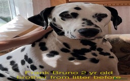 Dalmatian dogs for sale: Stunning Dalmatian puppies KC reg show winners - Image 27