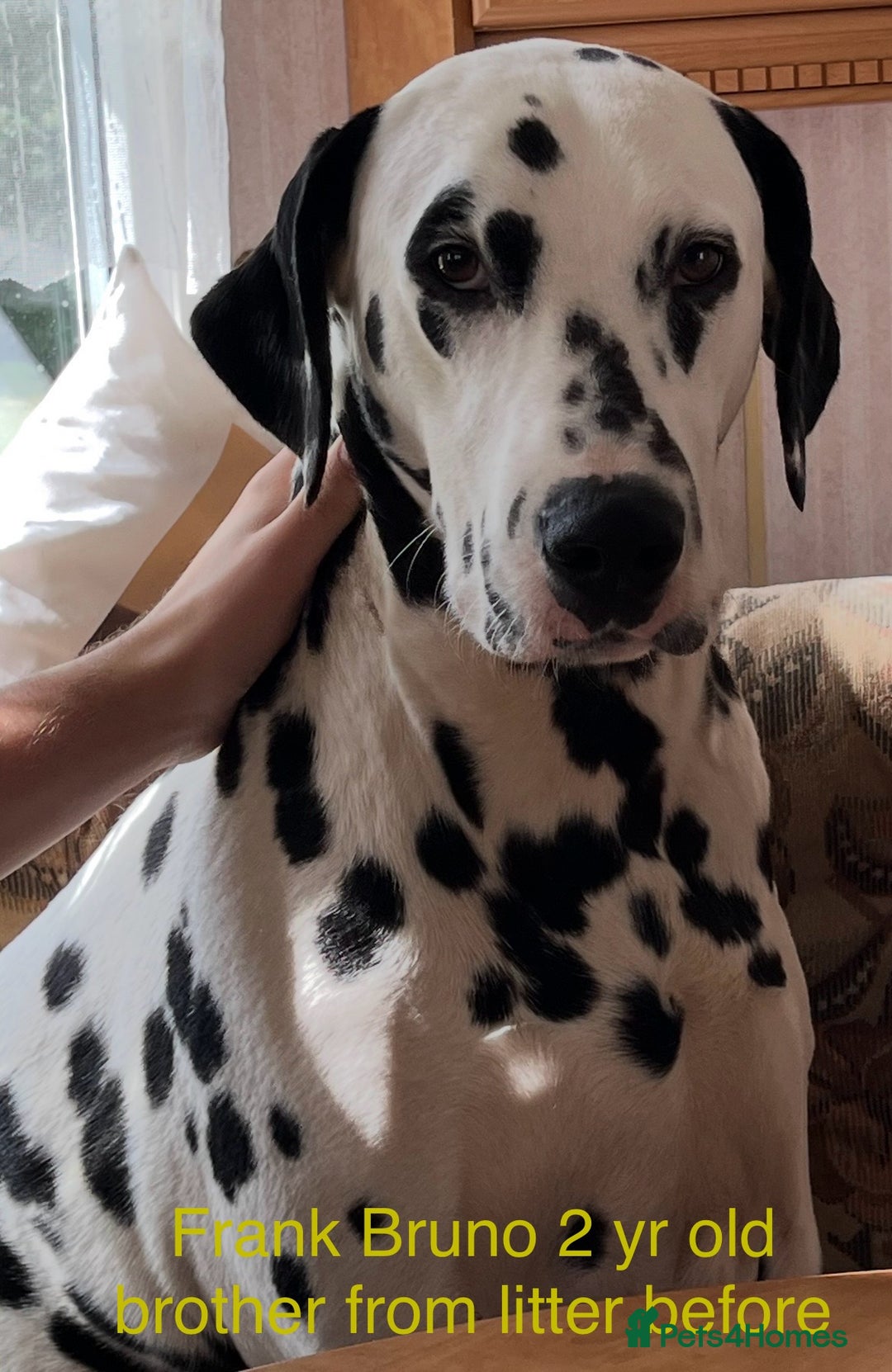 Dalmatian dogs for sale: Stunning Dalmatian puppies KC reg show winners - Image 27