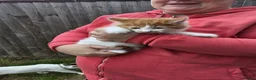Mixed Breed cats for sale: Adorable and Friendly Kittens in Hungerford - Advert 10