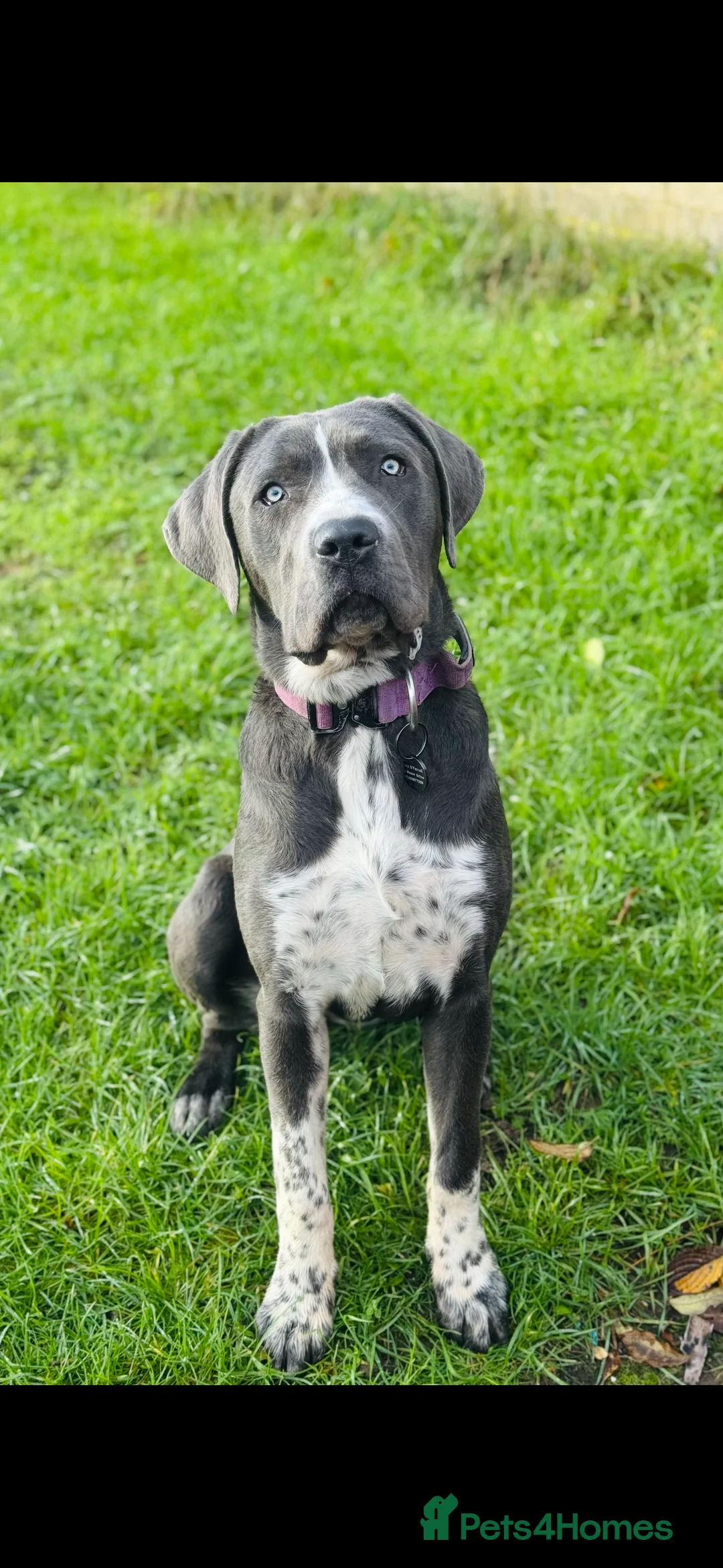 Cane Corso dogs for sale: *** Absolutely stunning Cane Corso female pup *** - Advert 2