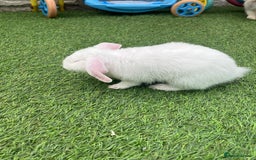 Lionhead rabbits for sale: Lionhead bunnies  - Image 18