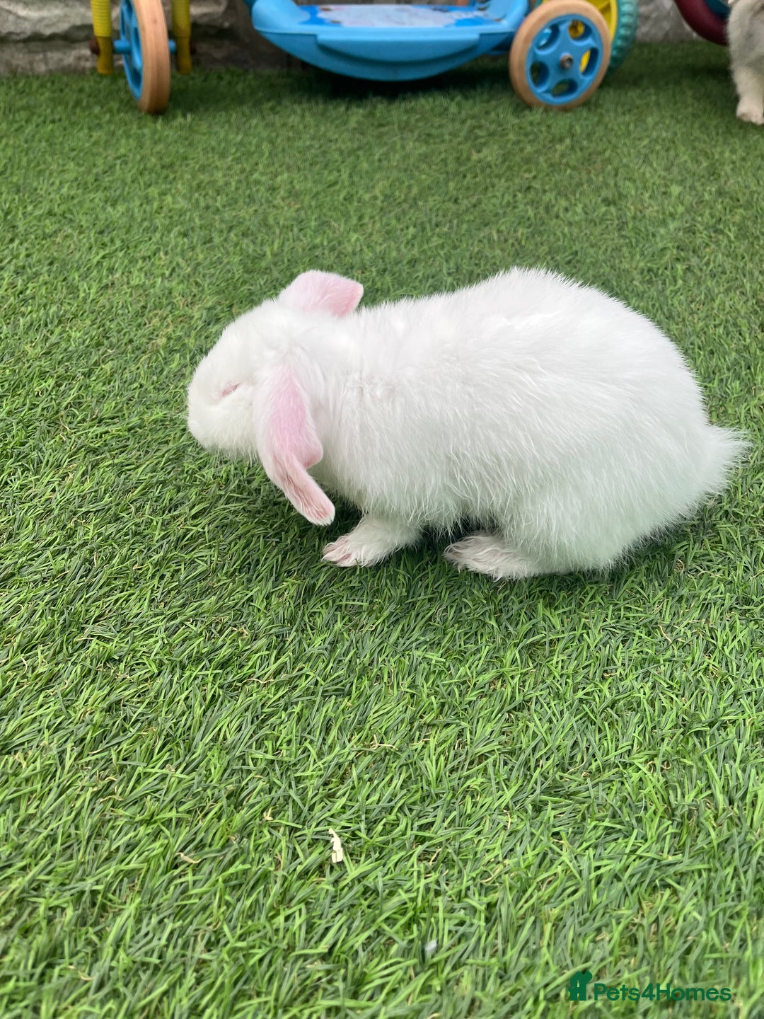 Lionhead rabbits for sale: Lionhead bunnies  - Image 18