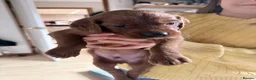 Irish Setter dogs for sale: Irish Red Setter Puppies  - Advert 5