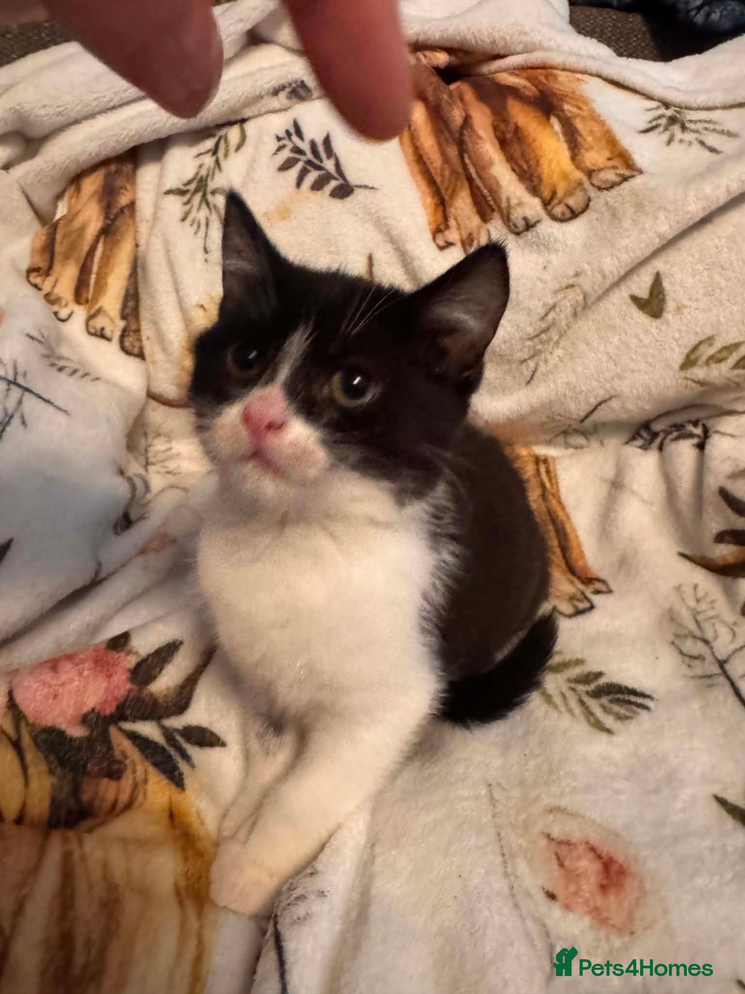 Mixed Breed cats Kittens  Domestic short hair - Advert 2