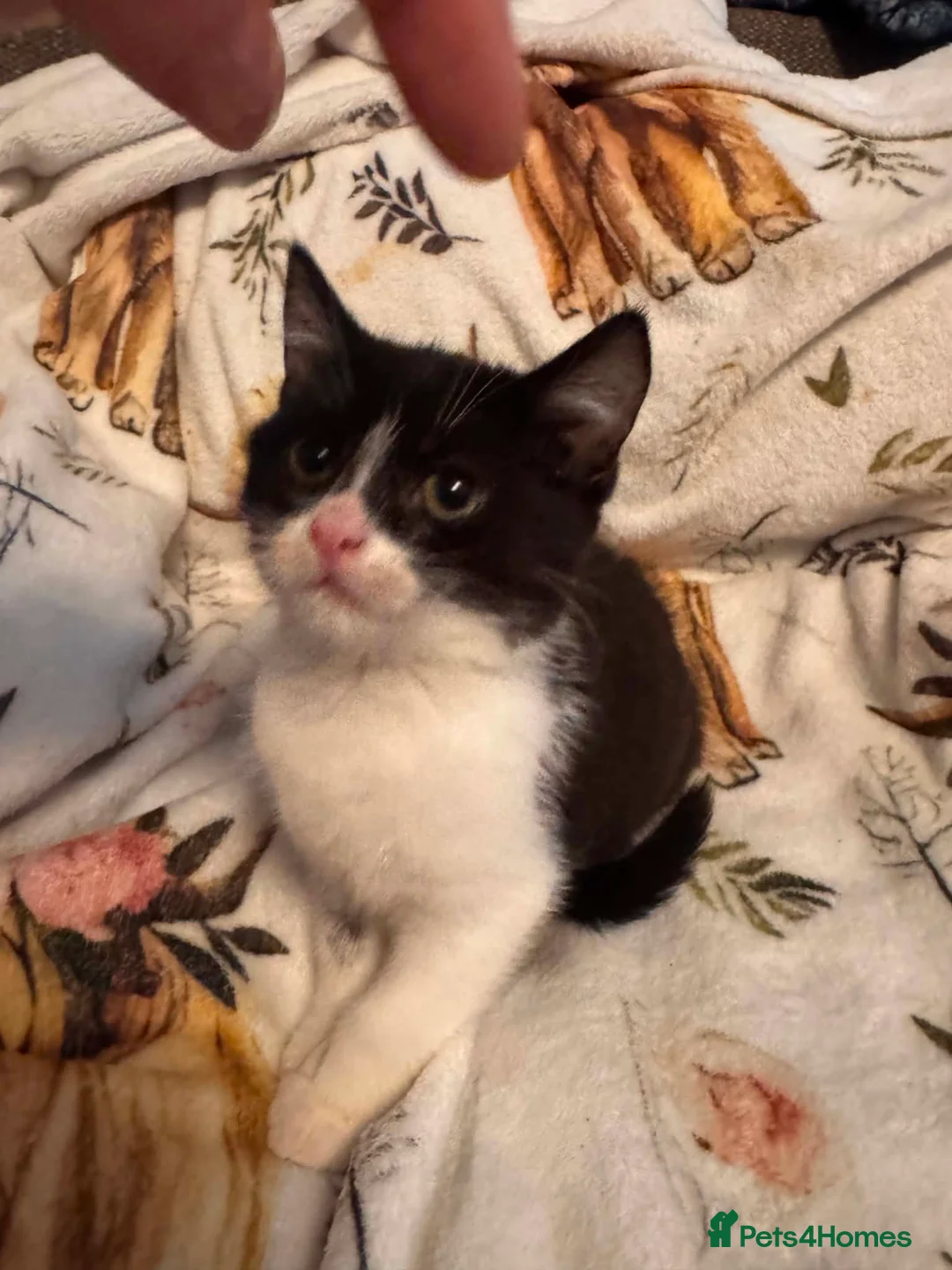 Mixed Breed cats for sale: Kittens  Domestic short hair in Worcester - Advert 2